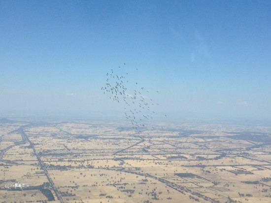 I have never flown a thermal with a *flock* of birds. We don't get that in NZ.